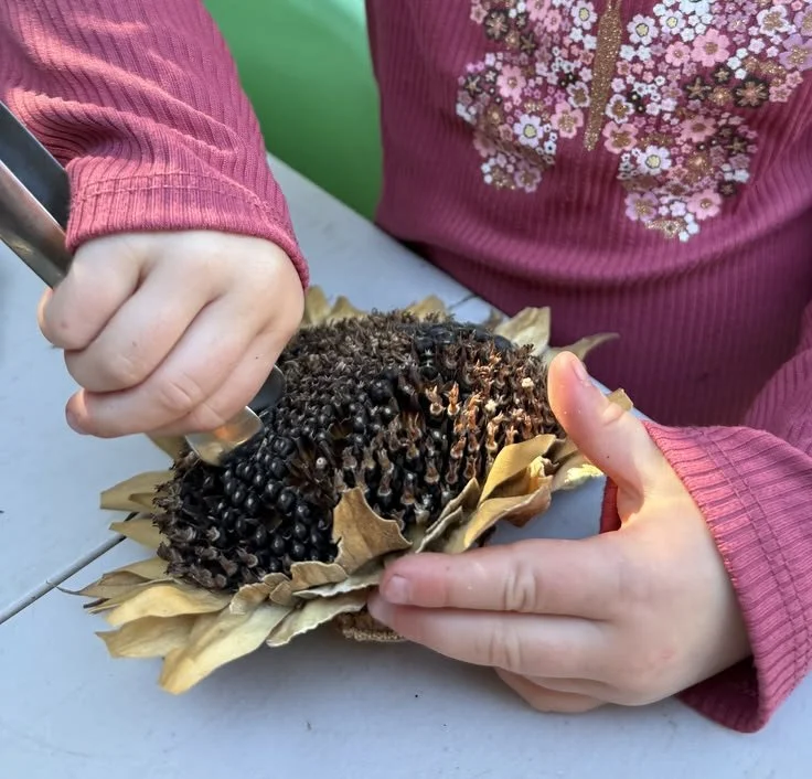 Preschool Child Reggio Emilia