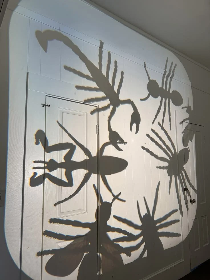 Shadow Light Play Reggio Emilia