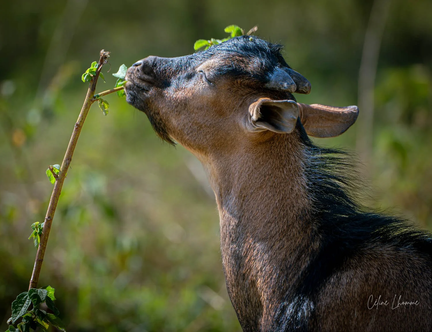 Close-up of a goat with brown and black fur, chewing on a small branch with green leaves, outdoors with blurred green background.