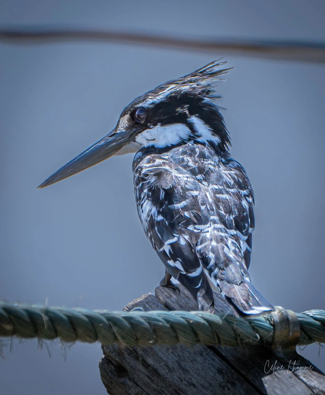 A detailed close-up image of a kingfisher bird perched on a wooden post with a blurred blue background.
