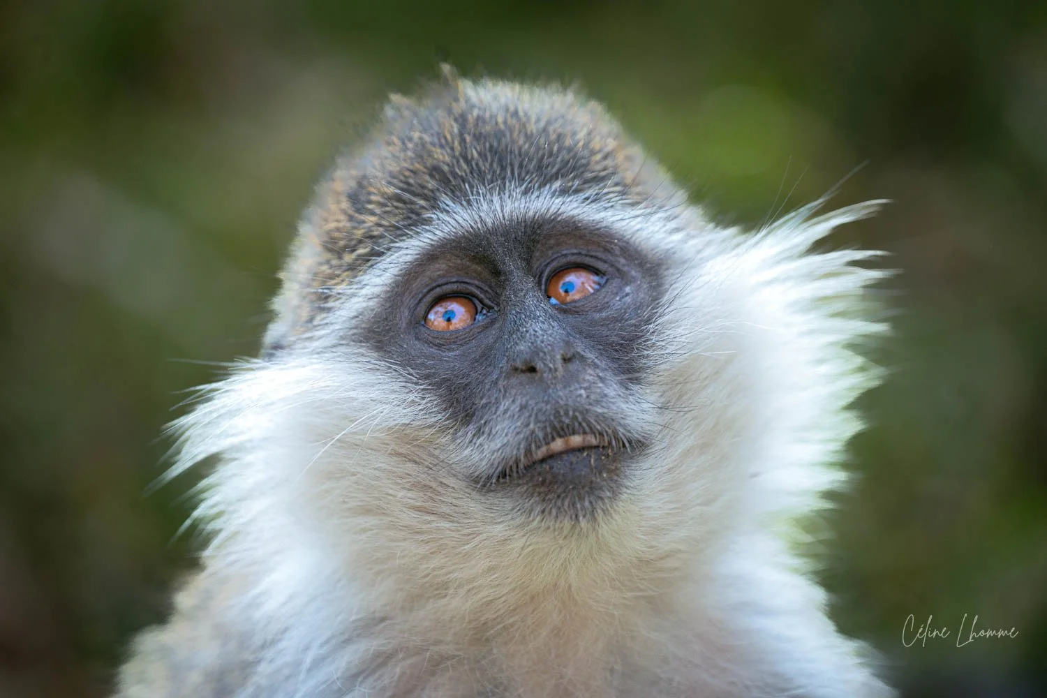 Close-up of a monkey with a black face and white fur, looking upward with attentive, expressive brown eyes.