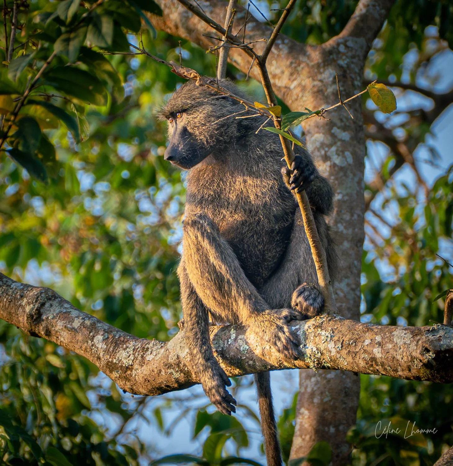 A monkey sitting on a tree branch, holding a smaller branch with one hand, surrounded by green leaves and sunlight.