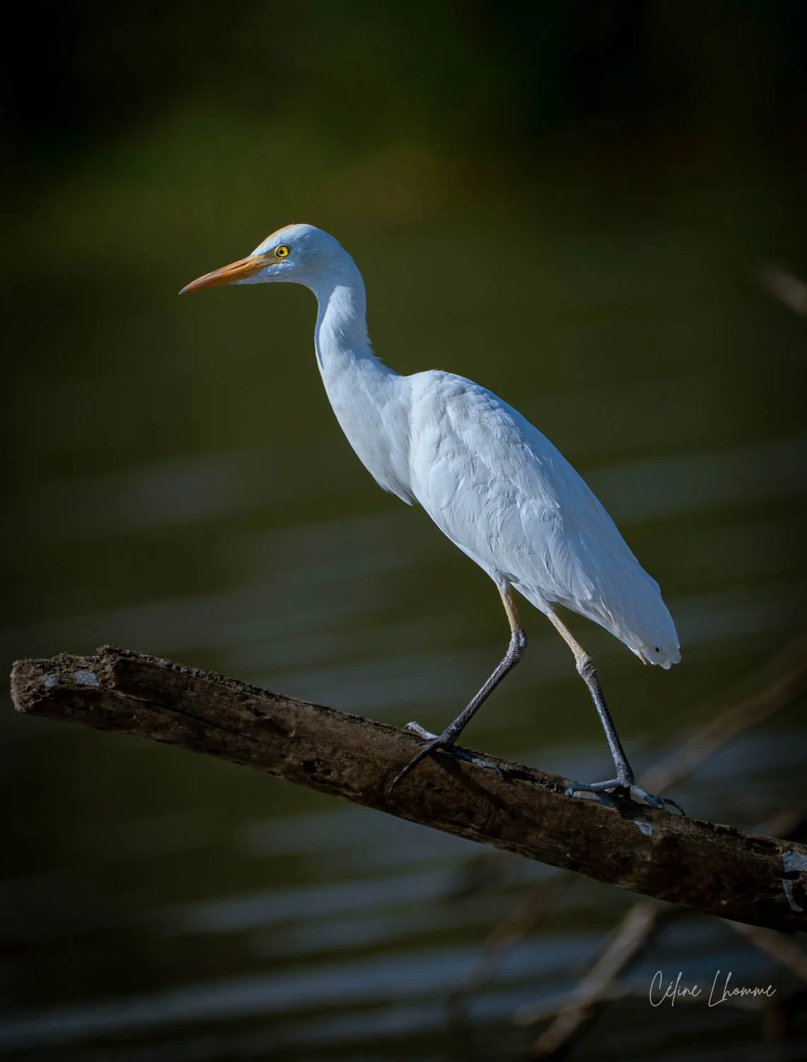A white heron standing on a log over water with a blurred green background.