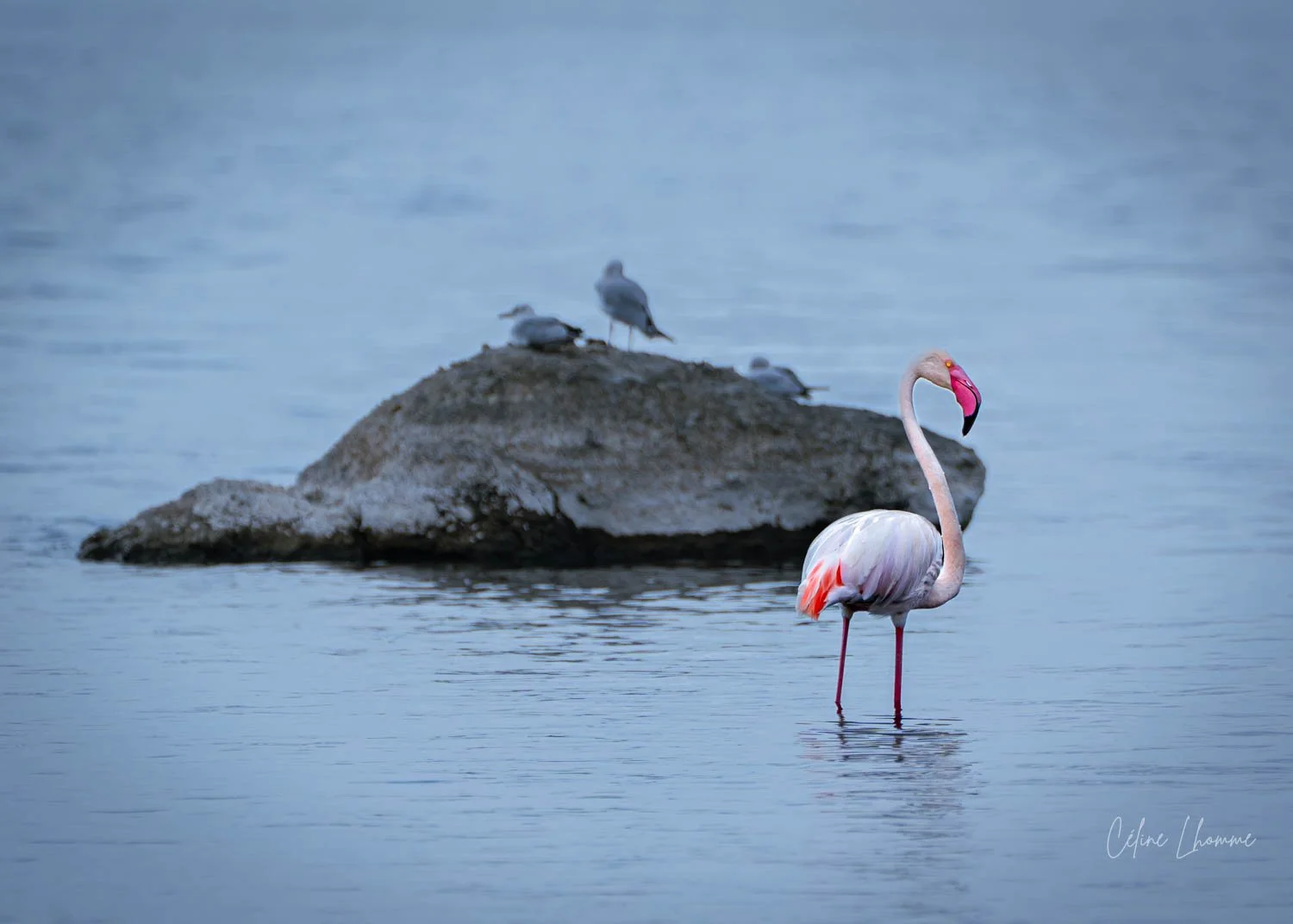 A pink flamingo standing in shallow water with a rock and a few seagulls resting on it in the background.