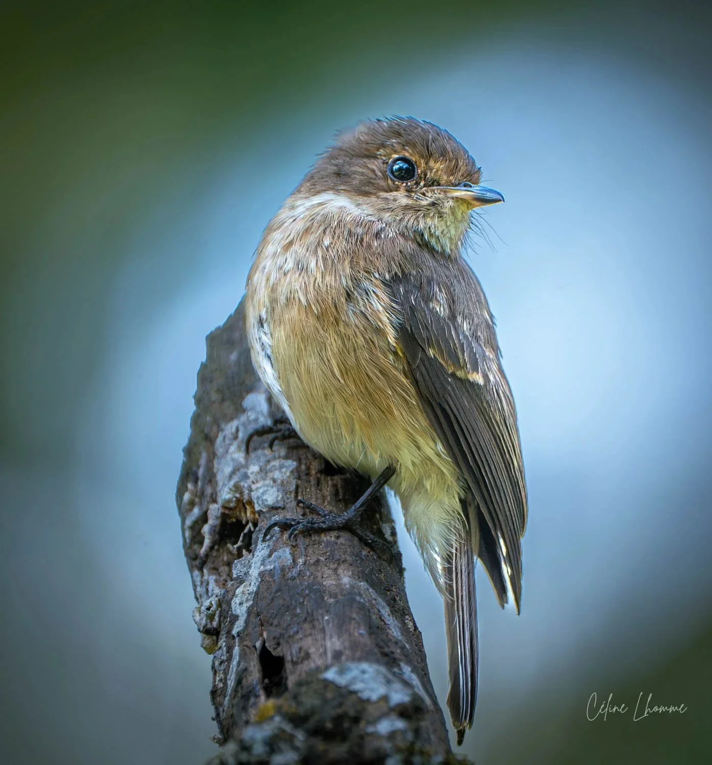 A small bird with brown and yellow feathers perched on a tree branch with a blurred natural background.