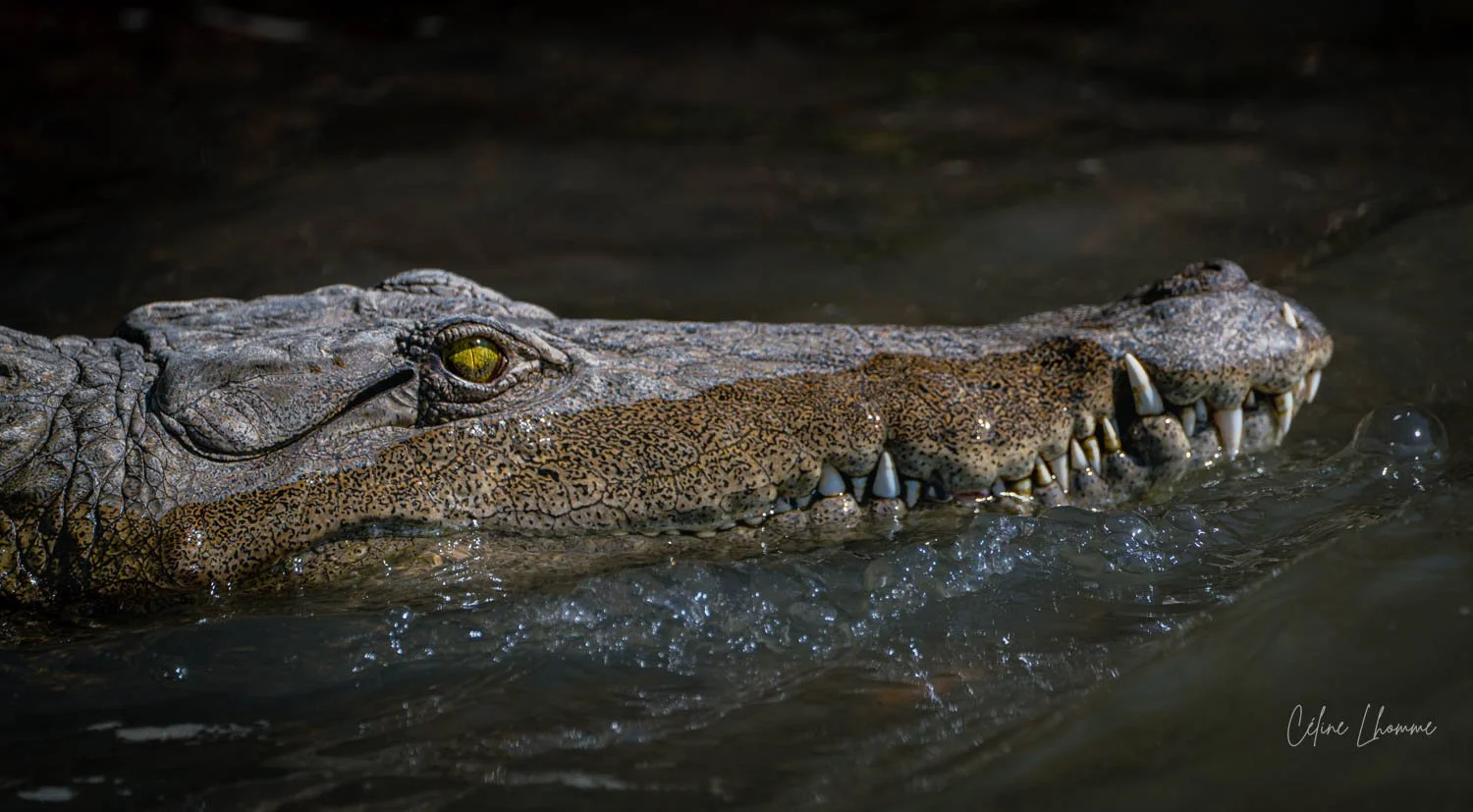 Close-up of a crocodile partially submerged in water, showing its head and sharp teeth.