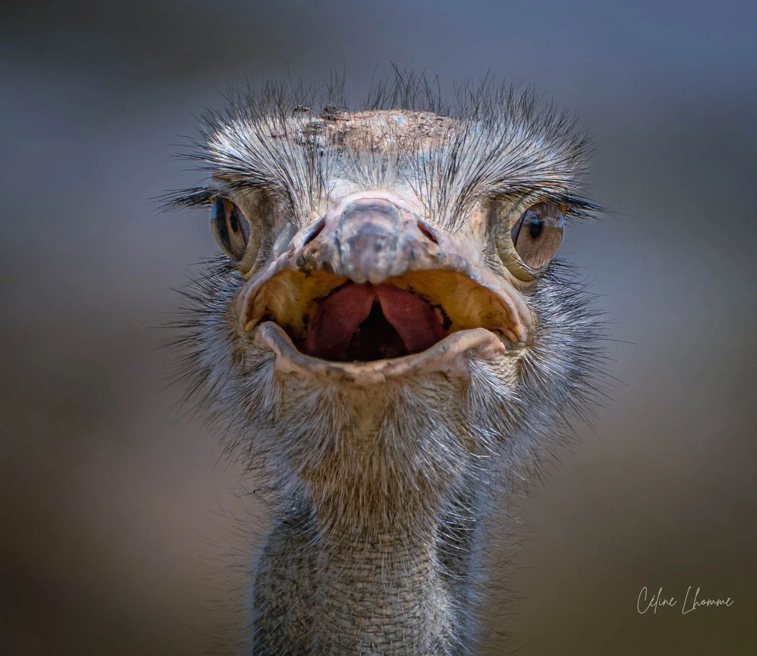 Close-up of a bird's face with its beak open, showing detailed feathers and large eyes.