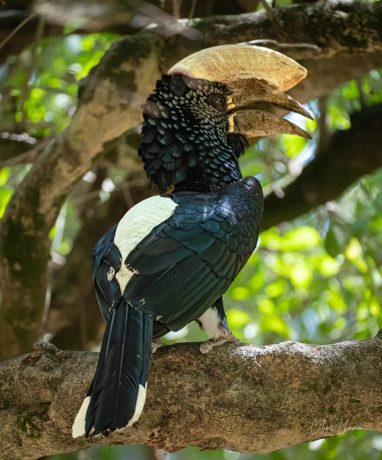 A bird with a large beak and a black and white speckled head, black body, and white wings perched on a tree branch.