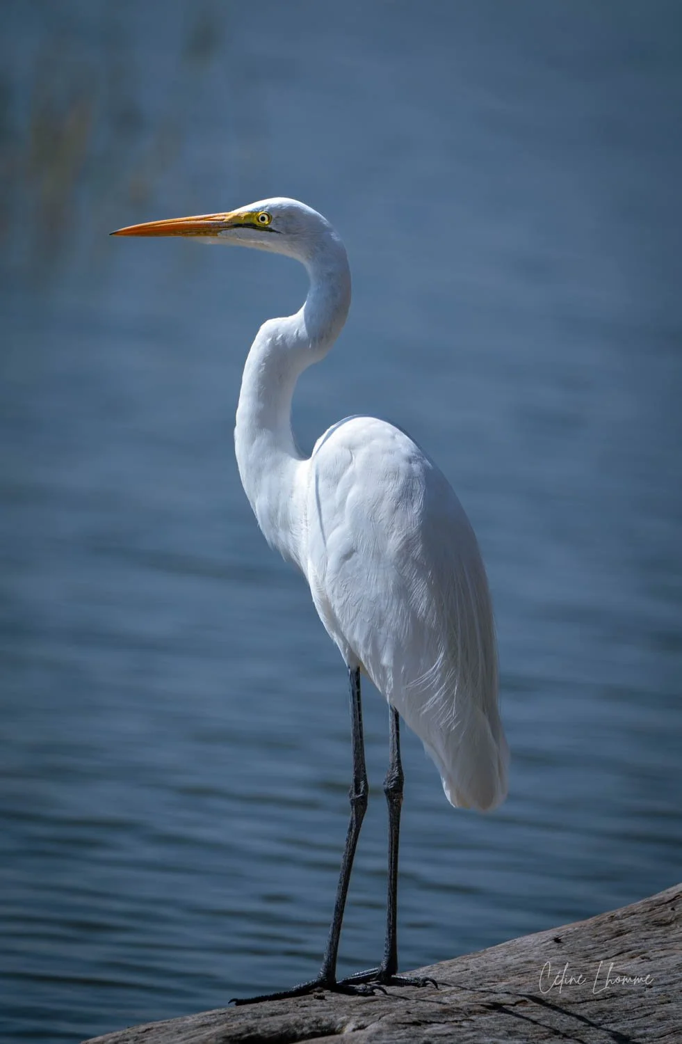 A white heron standing on a wooden surface near a body of water, with a long neck, yellow eyes, and an orange beak.