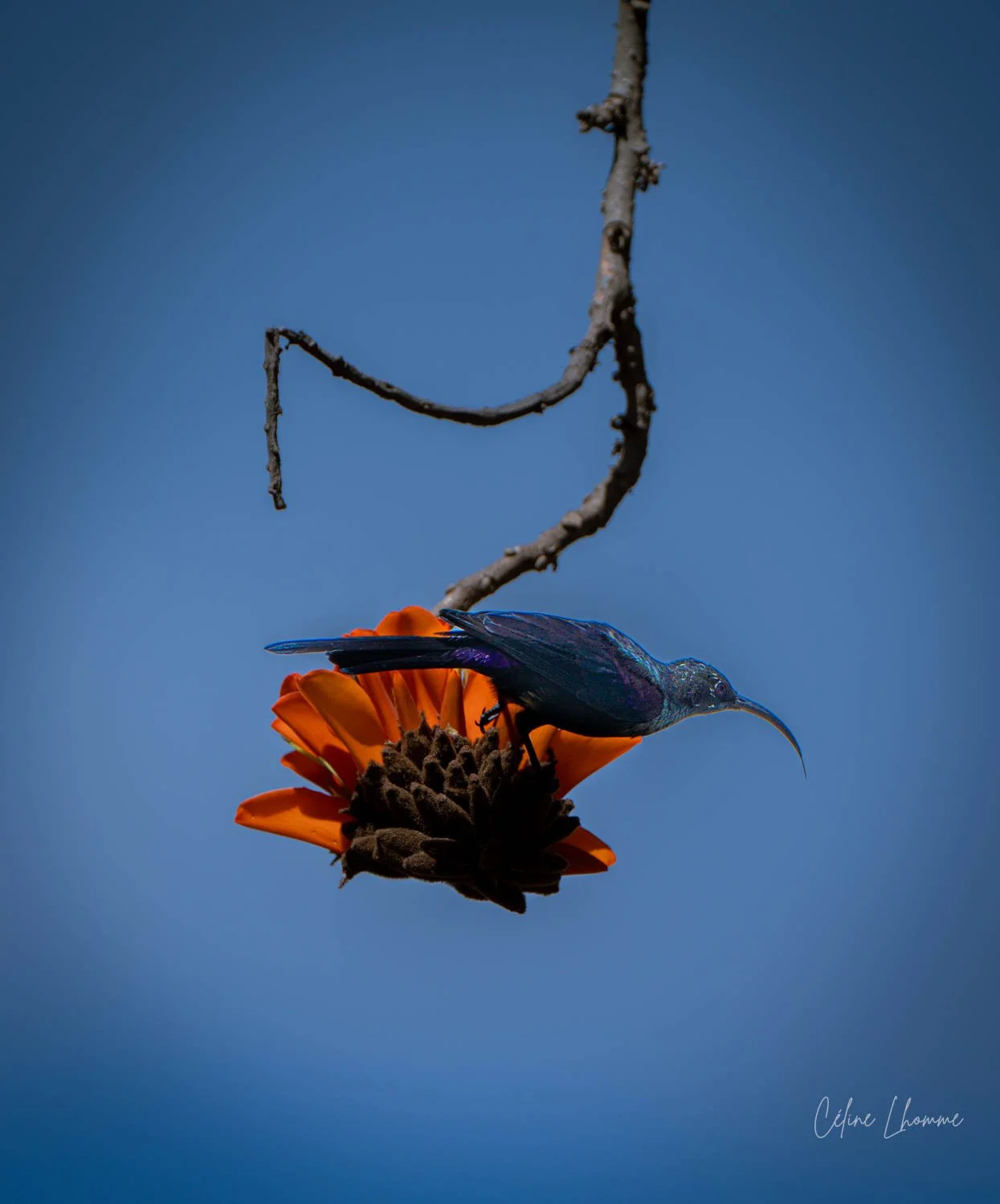A glossy, iridescent hummingbird perched on an orange flower with a dark center, against a clear blue sky background, with a twisted dried branch above.
