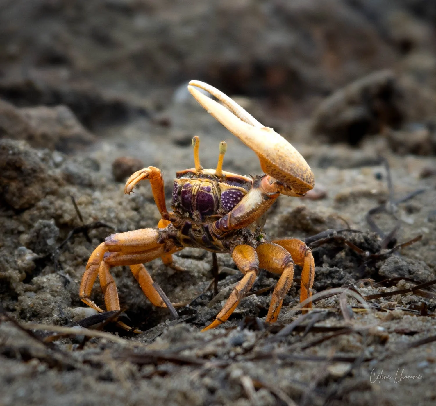 A small crab with a white claw on a sandy ground.