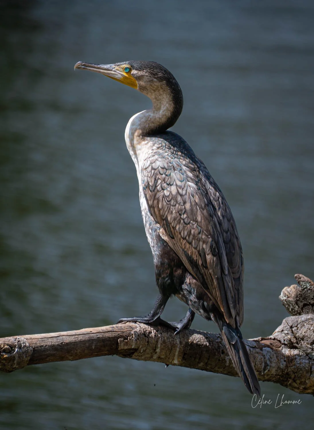 A cormorant bird perched on a log near water, with a dark background.