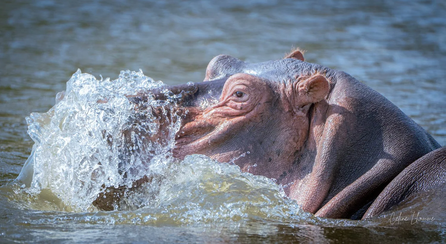 A hippopotamus submerged in water, with part of its head and body visible, creating splashes as it moves.