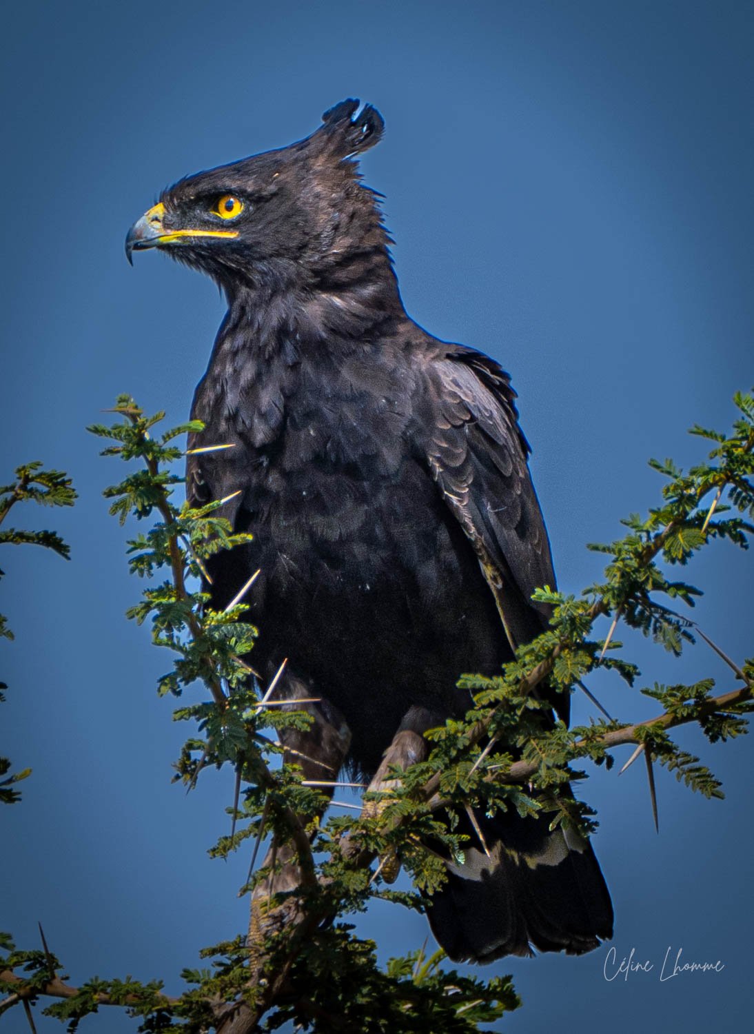 A black eagle with yellow eyes perched on a green tree branch against a blue sky.