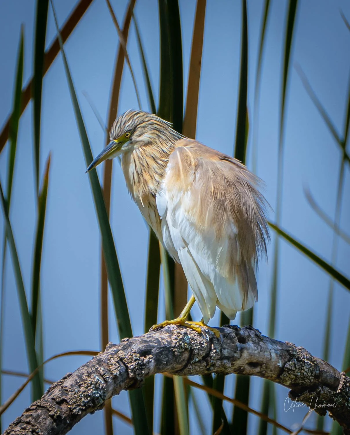 A heron perched on a branch among tall green reeds, with a clear blue sky in the background.