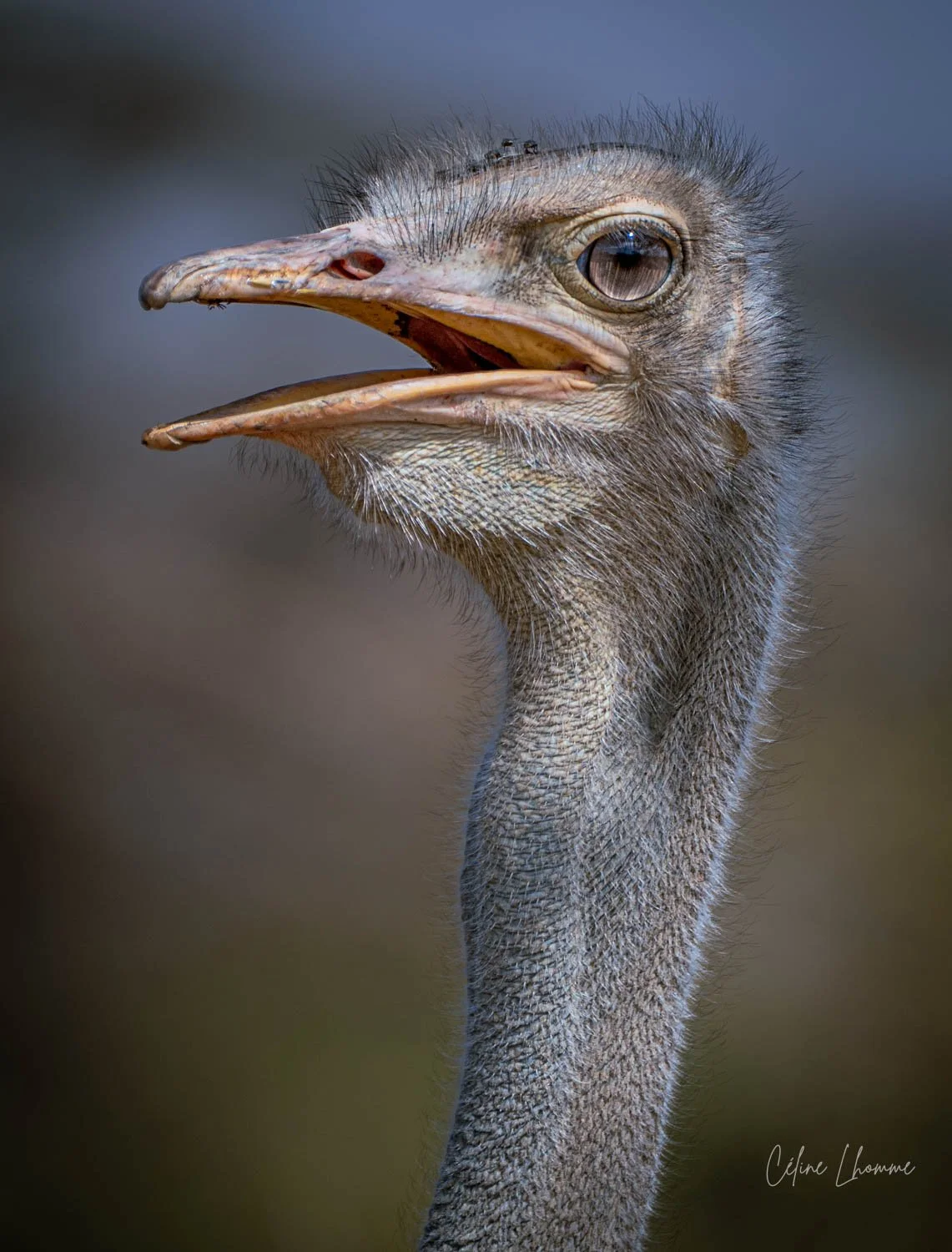 Close-up of an ostrich's head and neck, with its beak slightly open and large eye visible, with a blurred background.