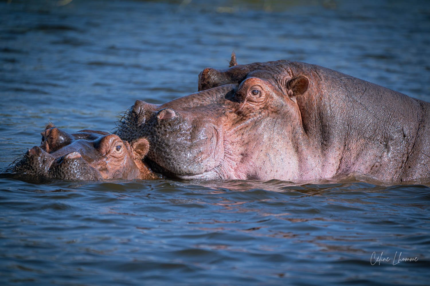 A close-up of three hippos in water, with two smaller hippos partially submerged and one larger hippo resting its head on the others.