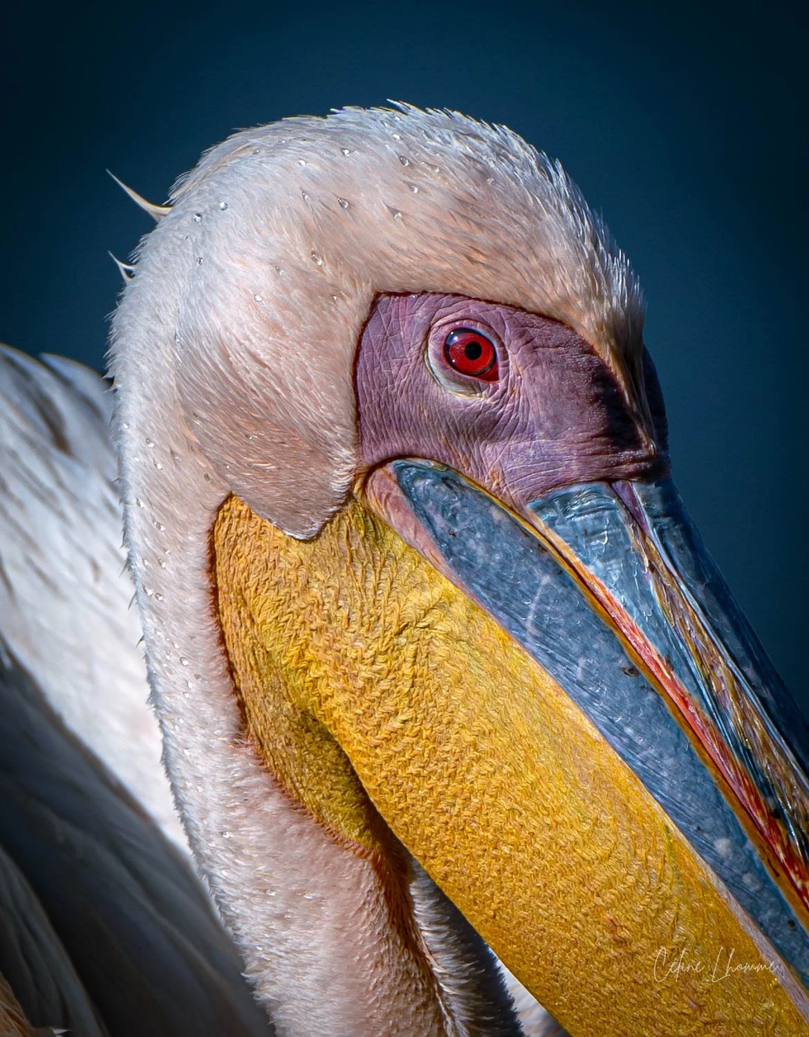 Close-up of a pelican's head showing its large yellow beak, pinkish skin around the eye, and white feathers.