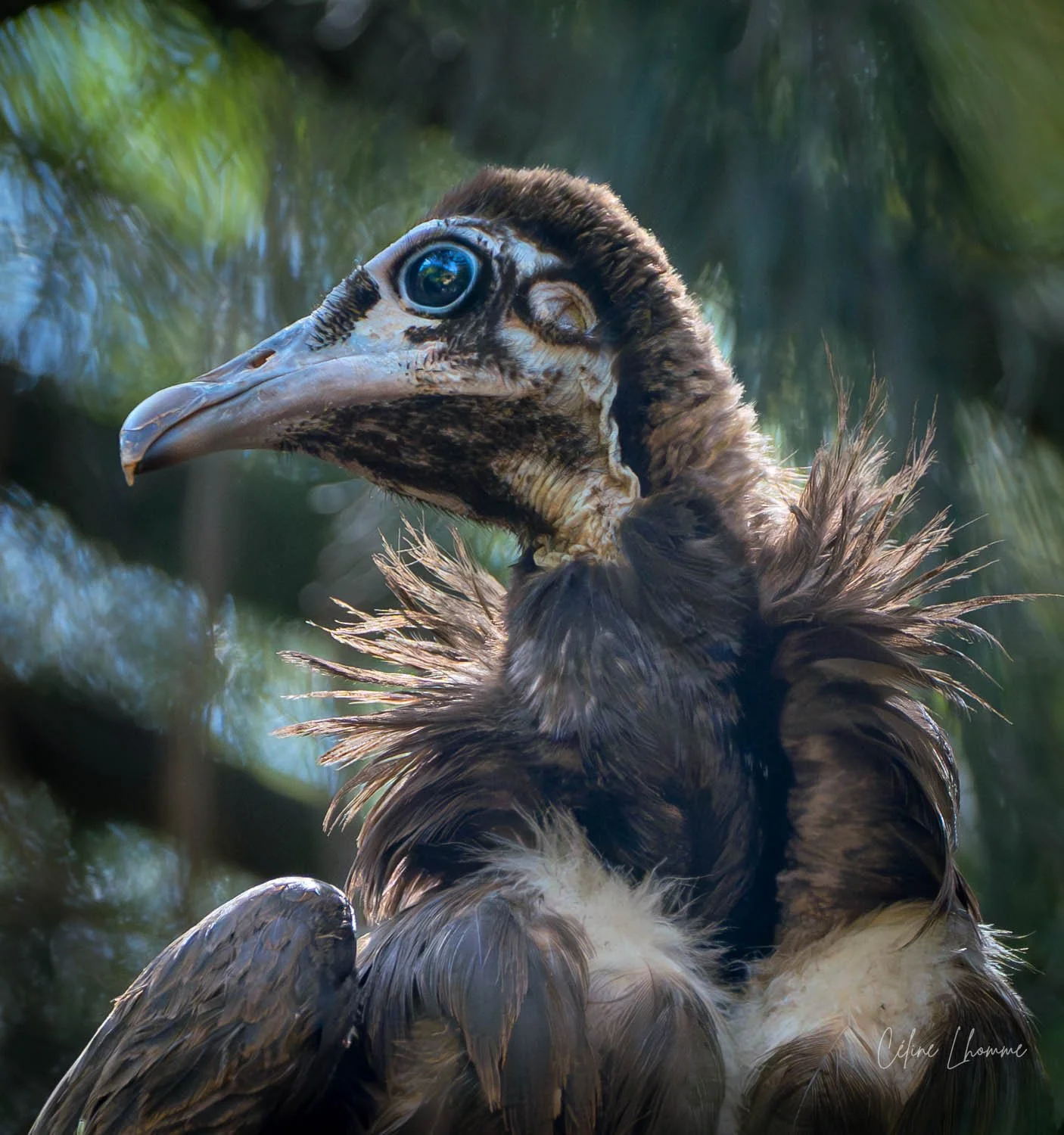 Close-up of a vulture with a large beak, one eye visible, and brown feathers.