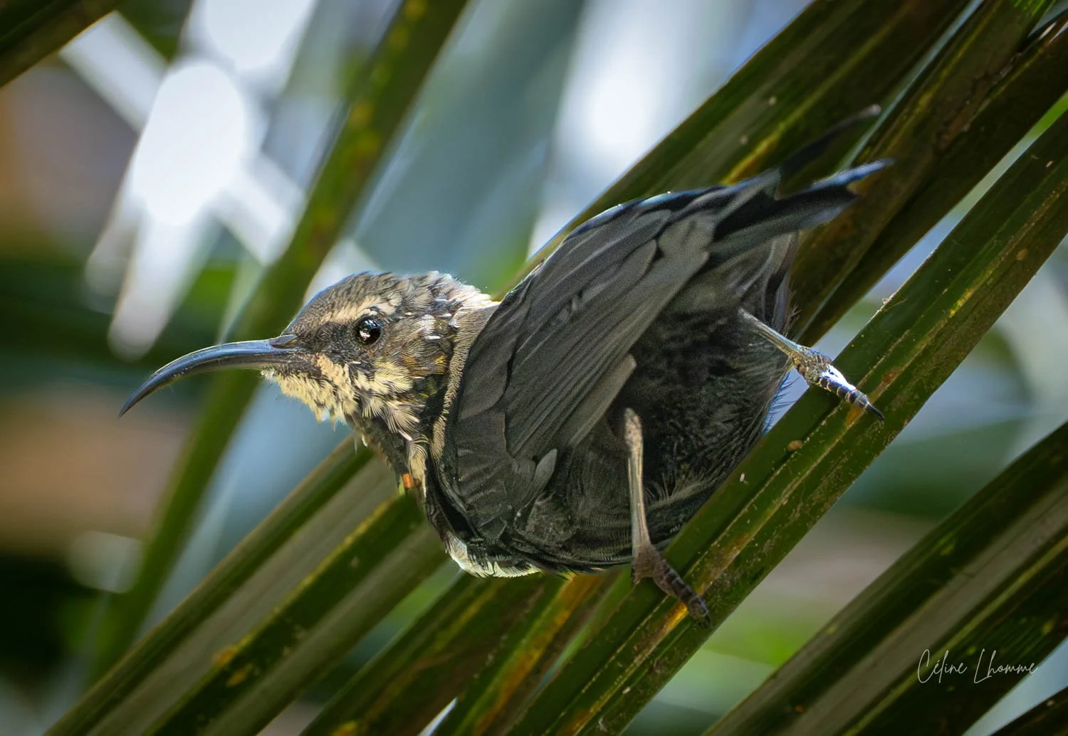 A brown and black honeyeater bird perched on a green plant stem, with prominent black beak and dark eyes.