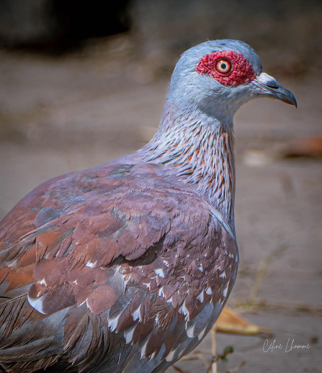 Close-up of a pigeon with a gray head, red patches around its eyes, and brown and gray feathers on its body.