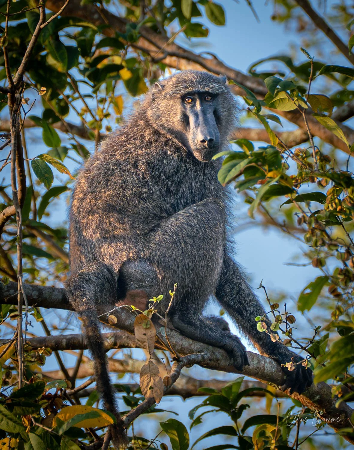 A baboon sitting on a tree branch surrounded by green leaves, gazing at the camera against a blue sky background.