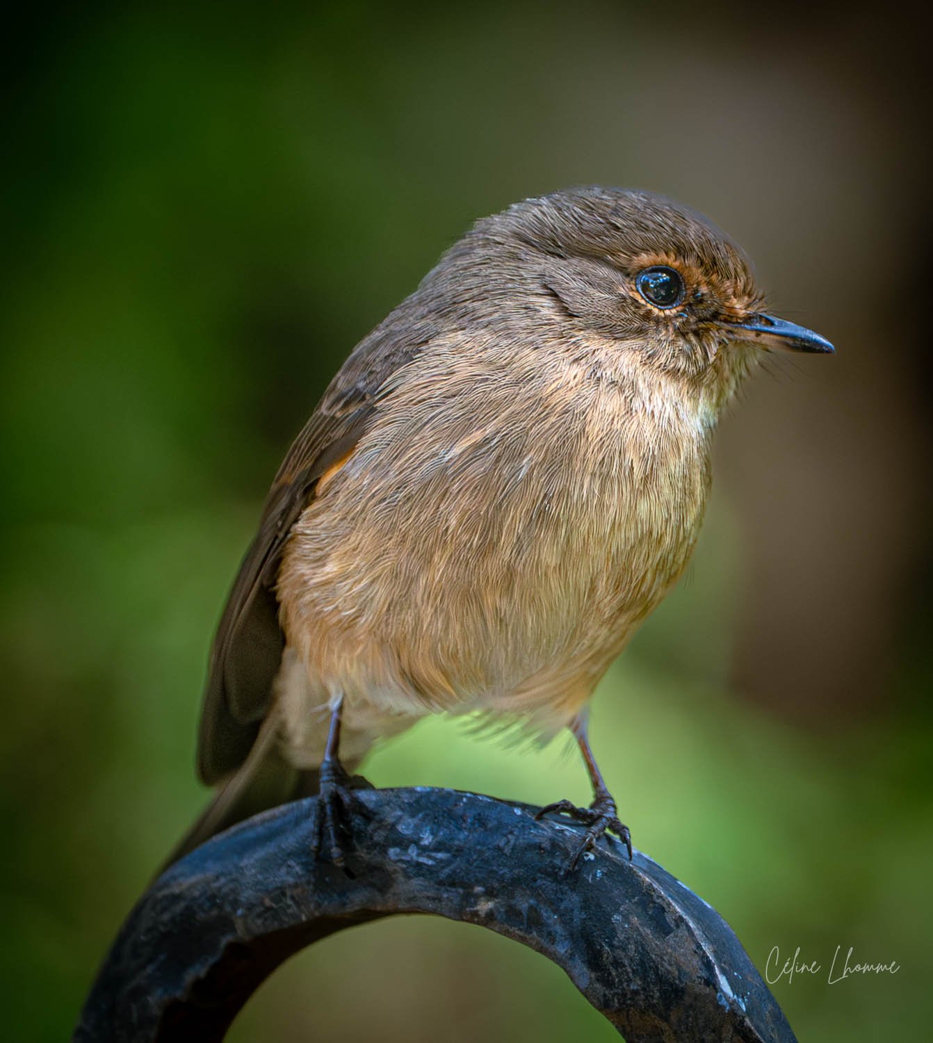 Close-up of a small brown bird with a dark eye and a slender beak, perched on a curved metal rod against a blurred green background.
