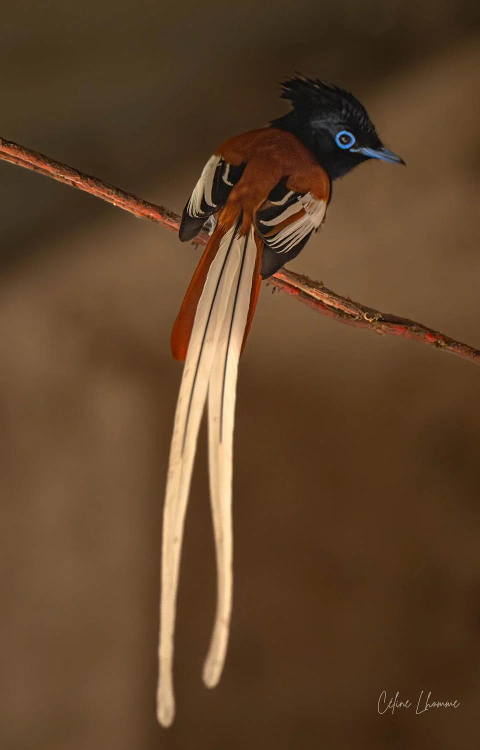 A bird with long tail feathers perched on a branch, with a black head, blue eye ring, and brown and black striped wings.