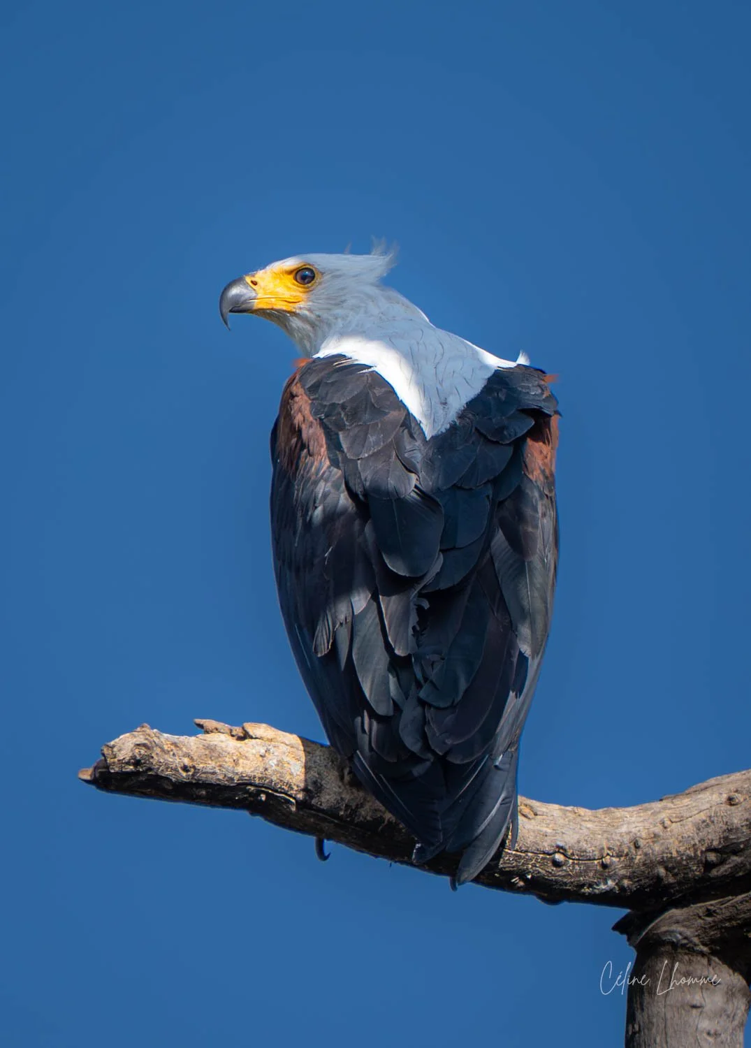 An American eagle perched on a branch against a blue sky.