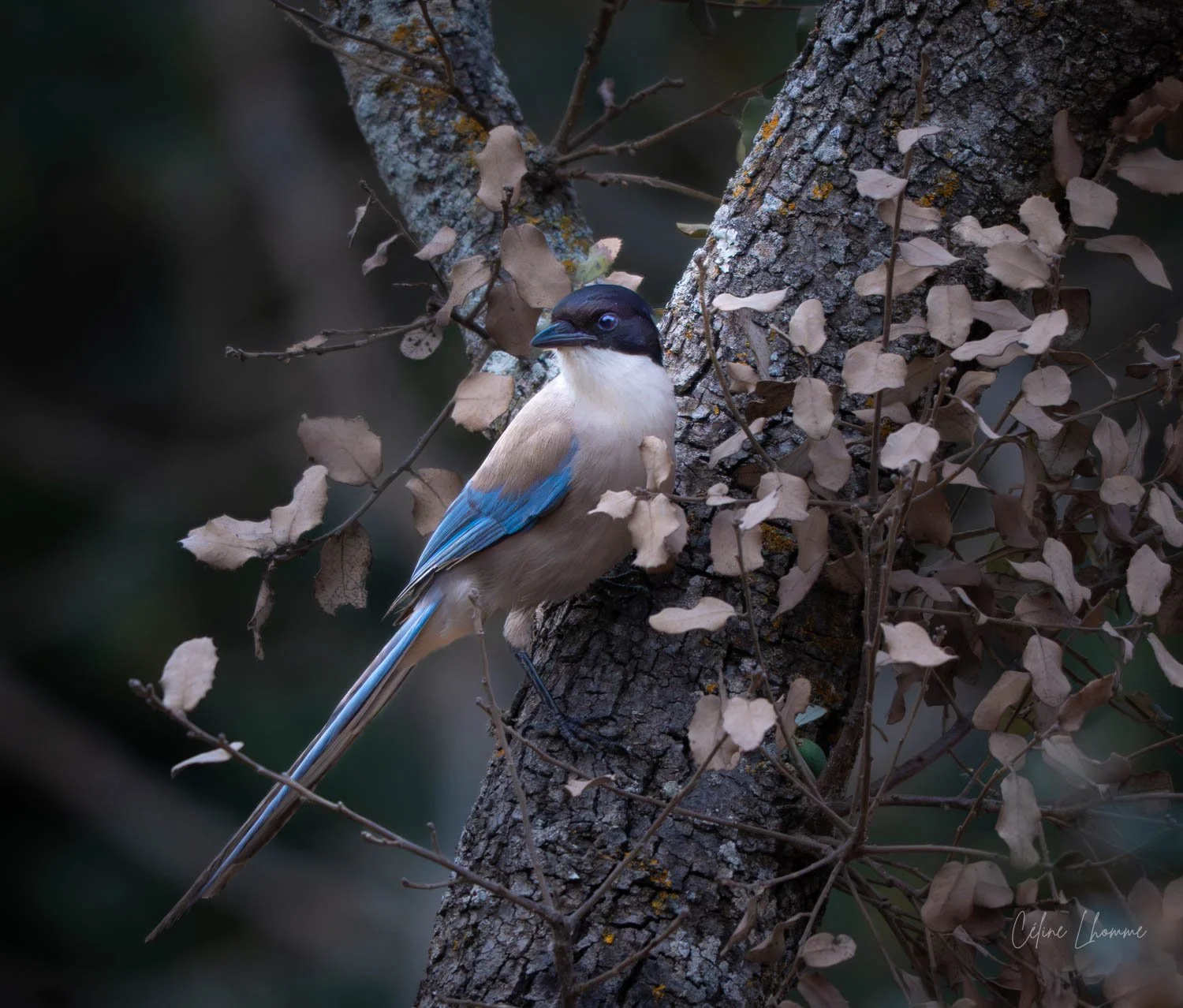 A bird with black and white face, brown body, and blue wings and tail perched on a tree trunk amid dry leaves.