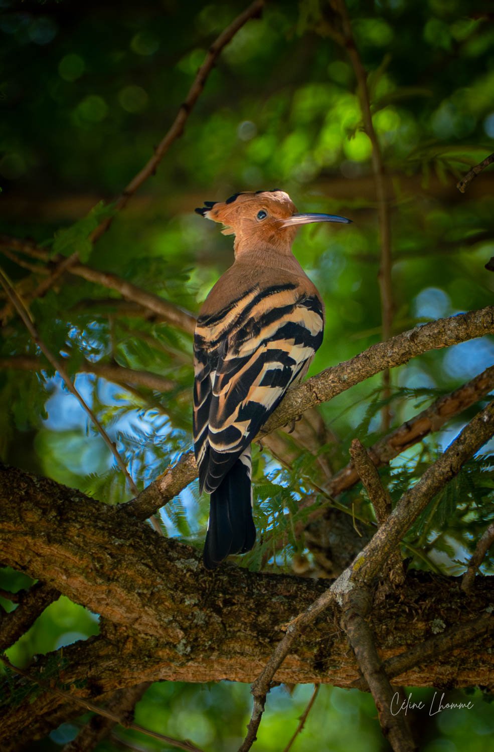 A woodpecker perched on a tree branch among green leaves, with a distinct crest on its head and black-and-beige striped wings.