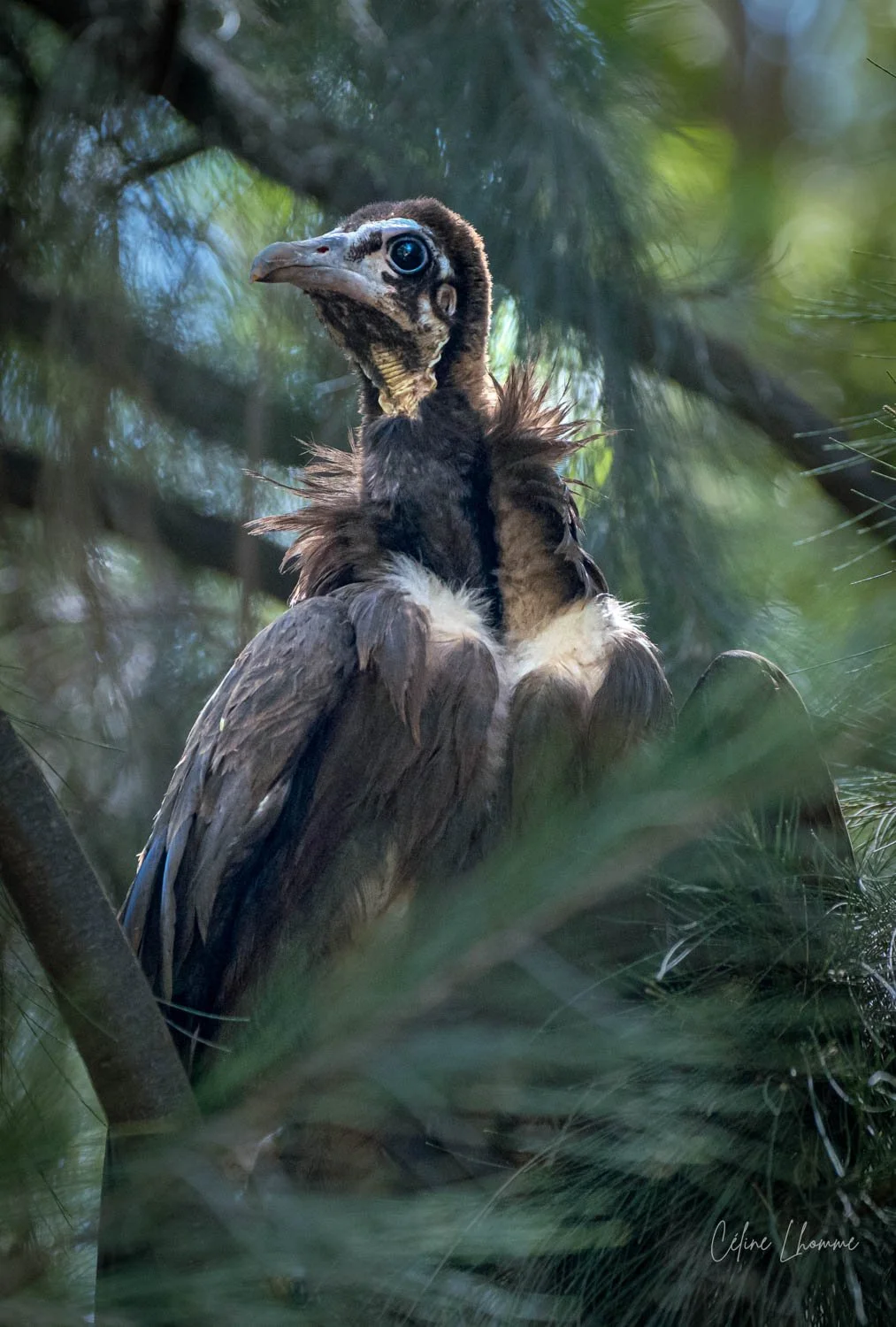 A close-up of a large bird with brown feathers, a light-colored beak, and big blue eyes, perched among green pine branches.