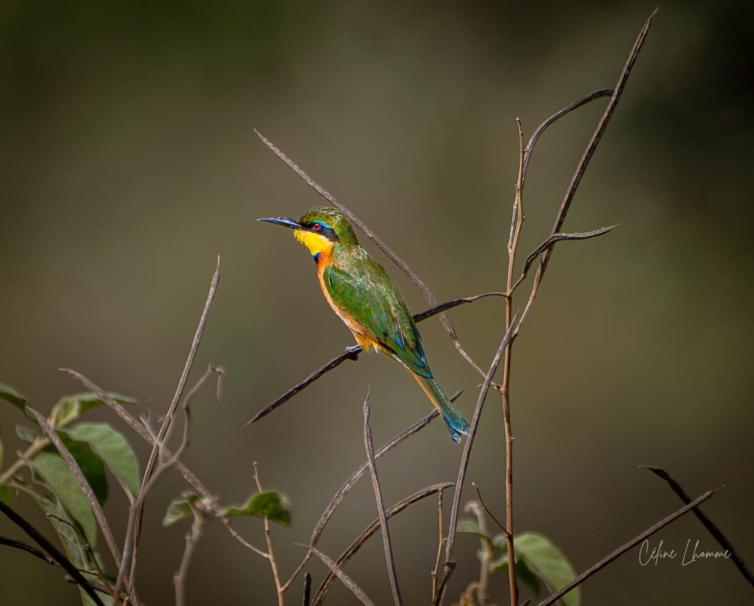 Colorful bird with green, yellow, orange, and blue feathers perched on a thin branch.