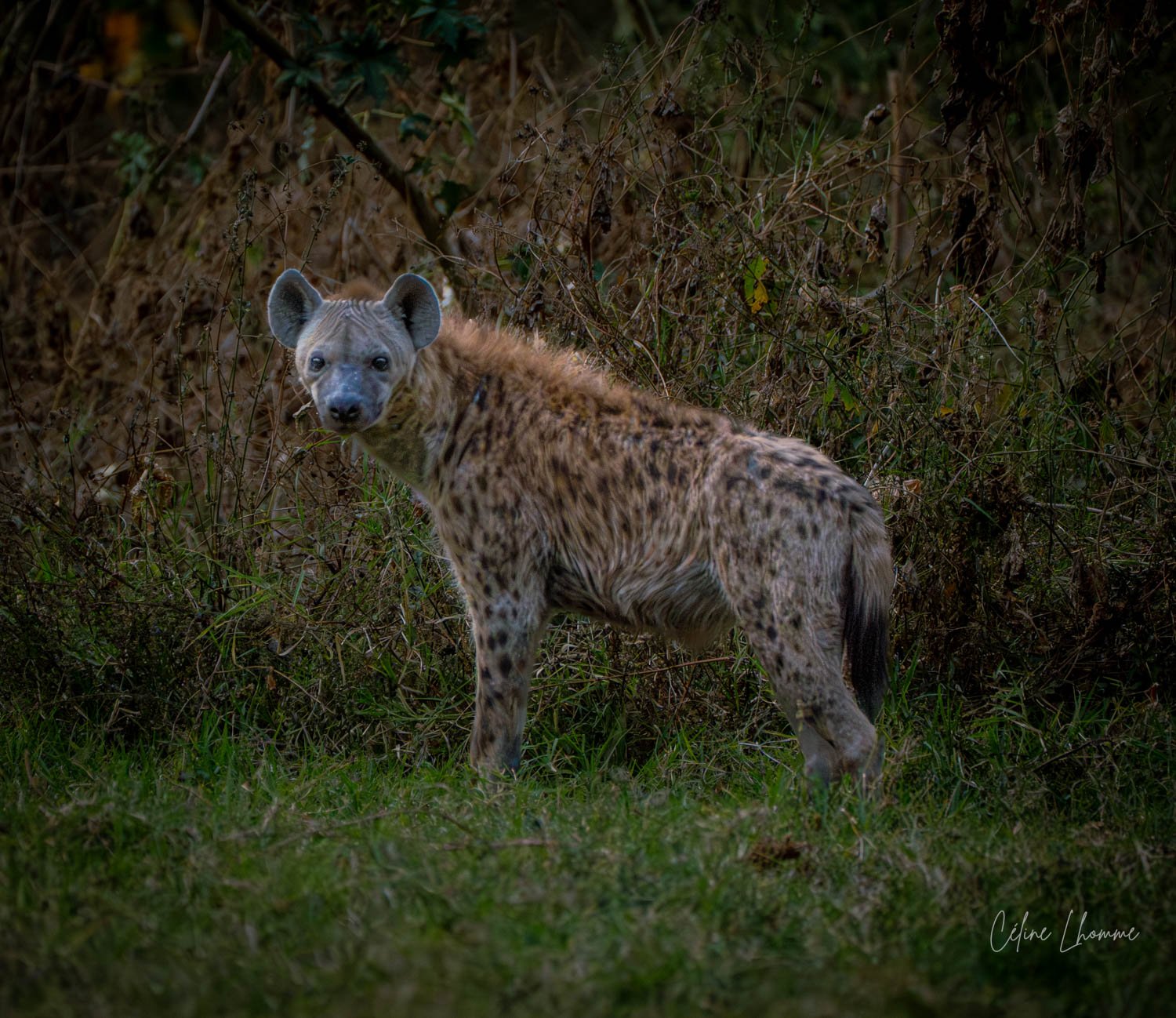 A hyena puppy standing on green grass with a background of dense bushes and foliage.