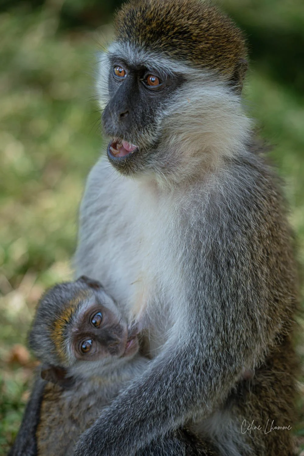 A mother monkey holding her baby monkey in her arms, both with brown and gray fur, in a natural outdoor setting.