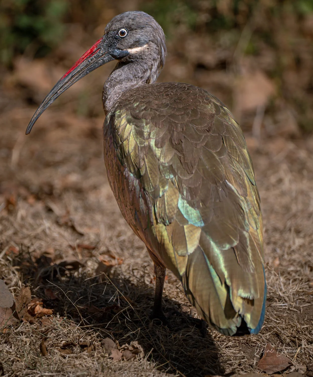 A brown and iridescent bird with a long, curved beak standing on ground covered in dry leaves and grass.