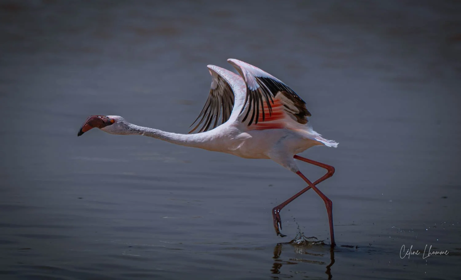 A flamingo standing in shallow water, with wings partially spread and one leg raised.