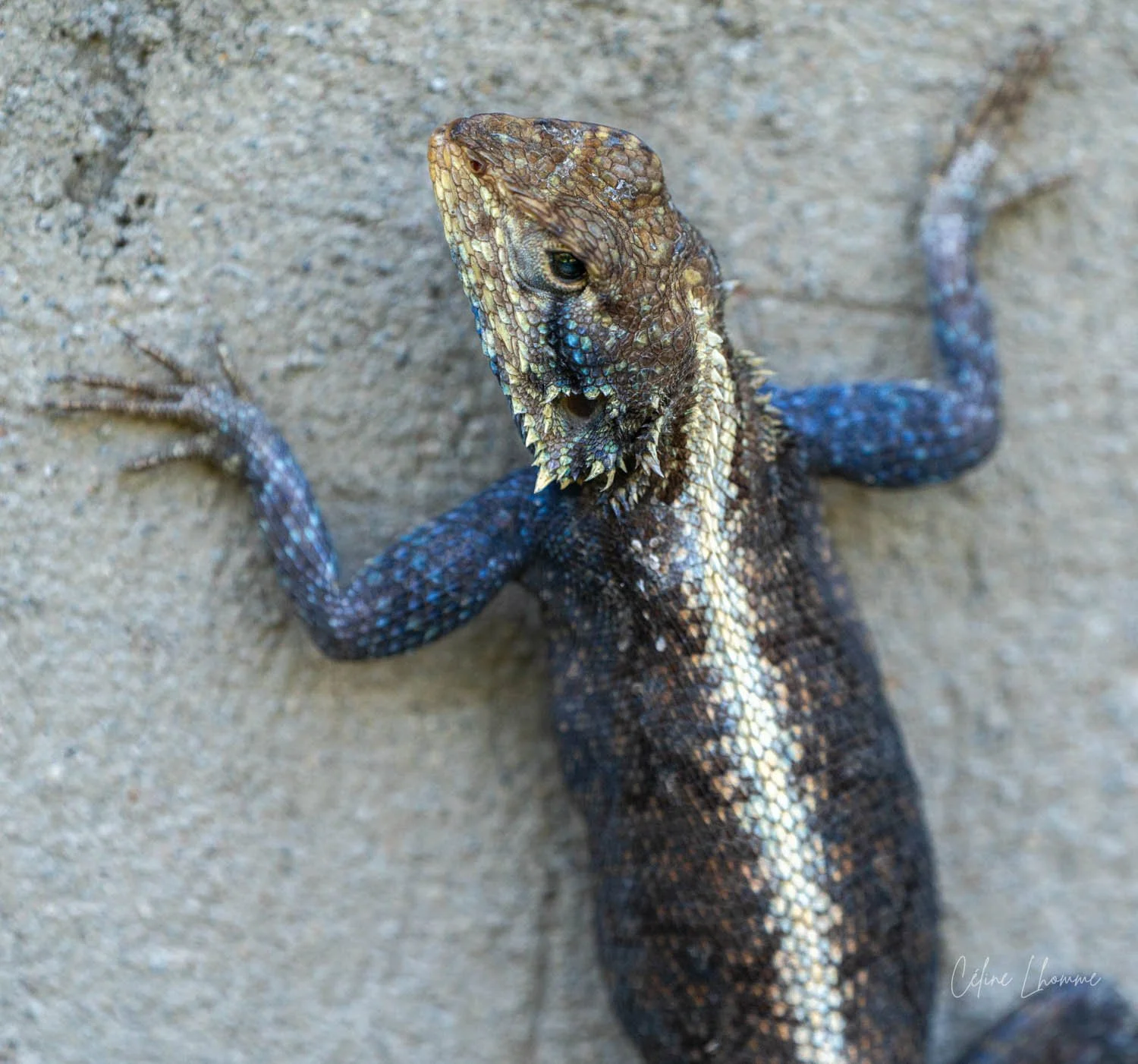 A close-up of a lizard with textured brown and black scales on sandy ground.
