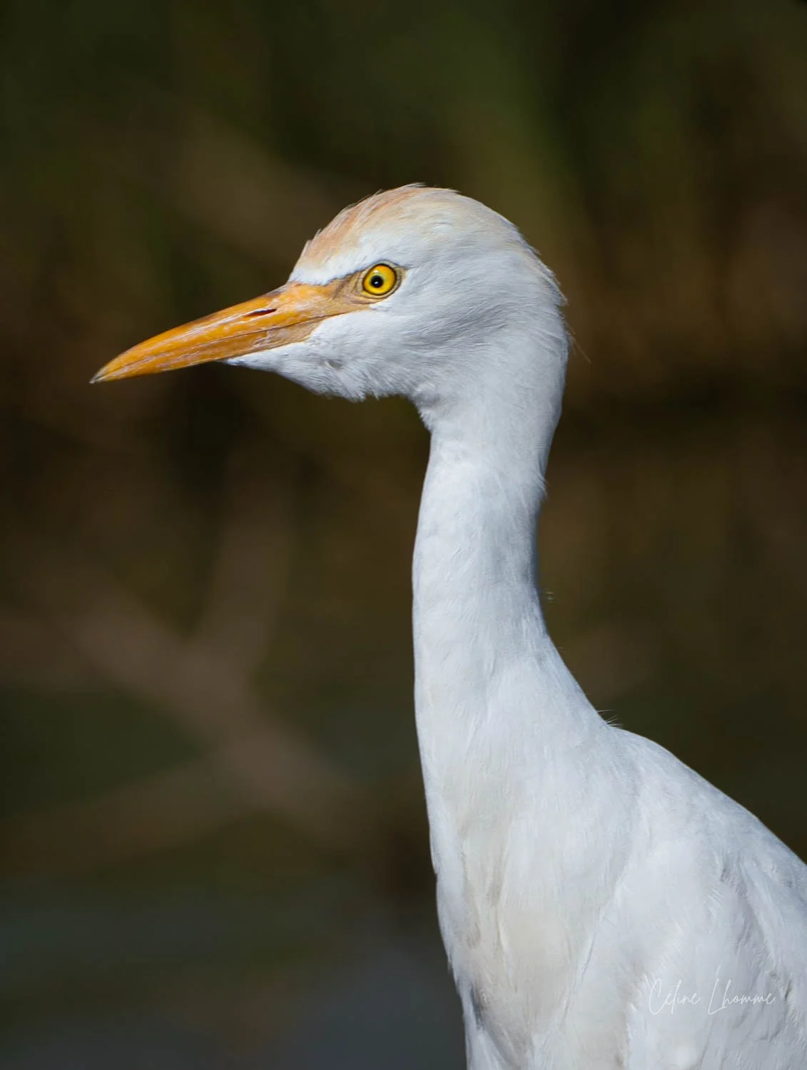 Close-up of a heron with yellow eyes and a long orange beak, against a blurred brown and green background.