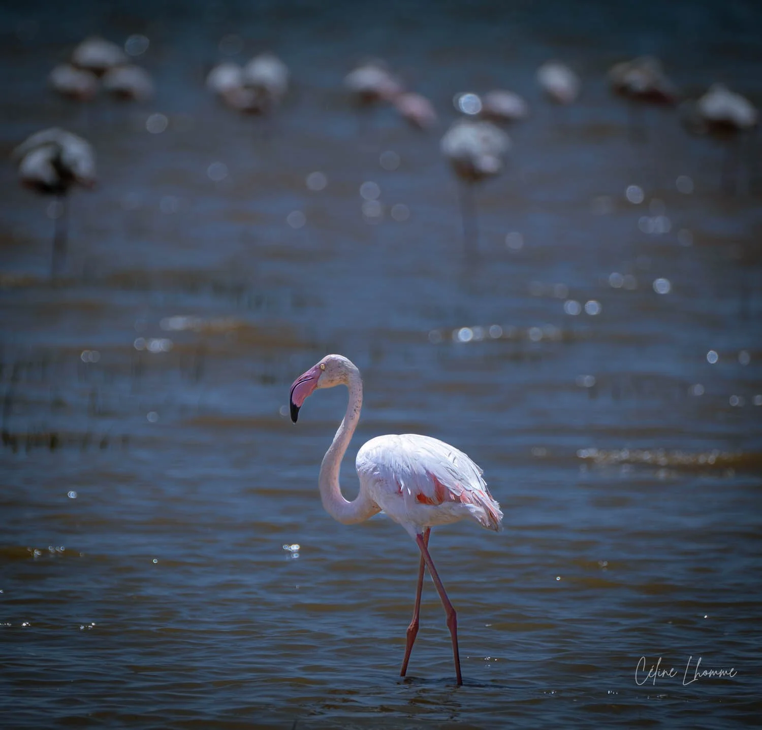 A pink flamingo standing in dark water with several blurred white seagulls in the background.