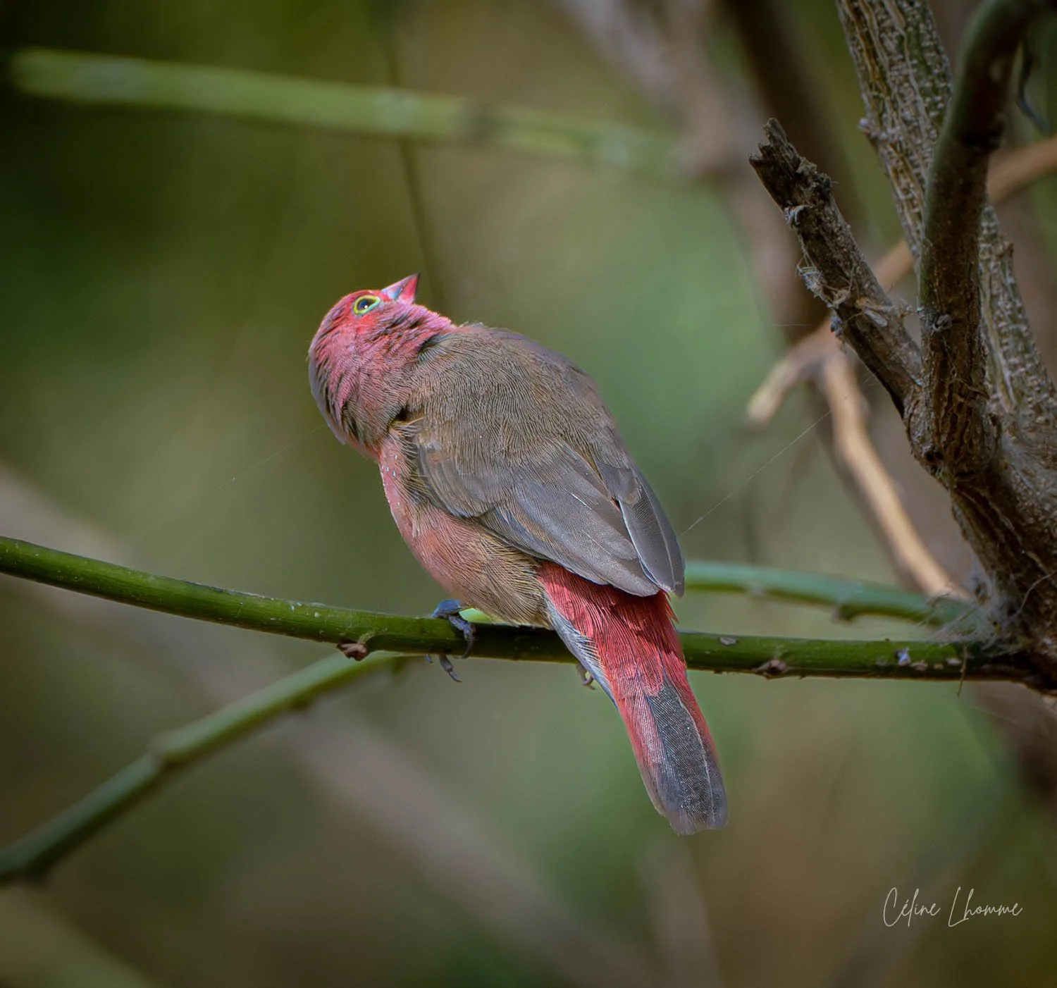 A colorful bird with pink, brown, and gray feathers perched on a green branch in a natural environment.