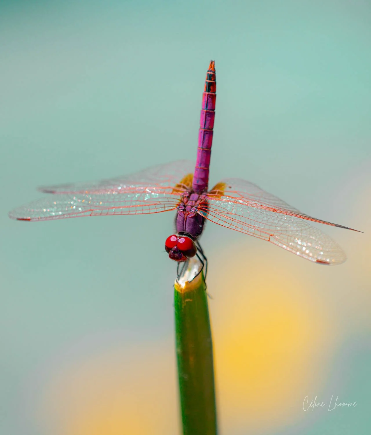 Close-up of a vibrant pink and purple dragonfly perched on a green plant stem against a blurred pastel background.