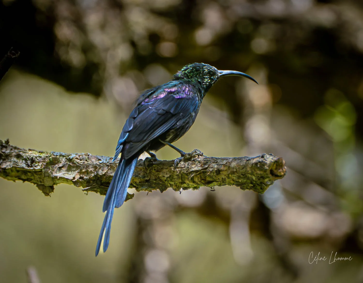 Colorful bird with iridescent blue, green, and purple feathers perched on a moss-covered branch in a forest setting