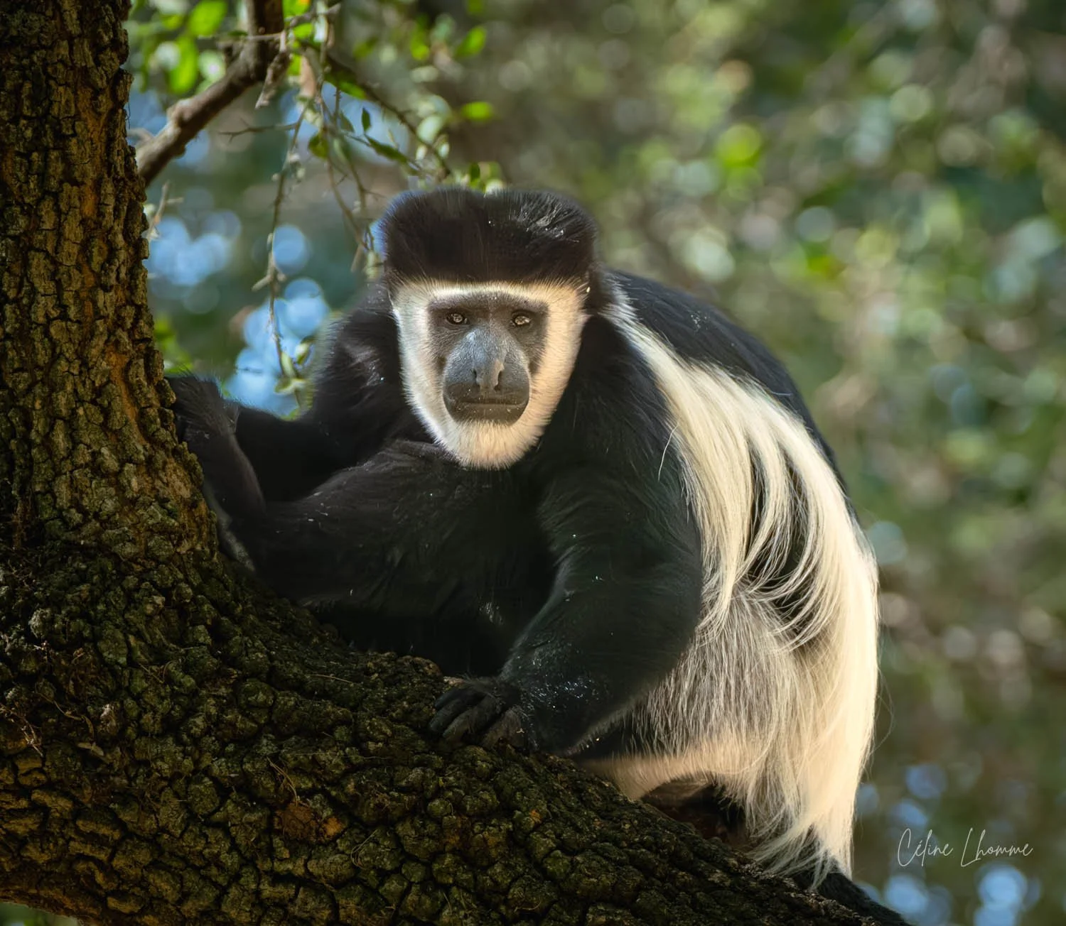 A black and white colobus monkey resting on a tree branch surrounded by green leaves.