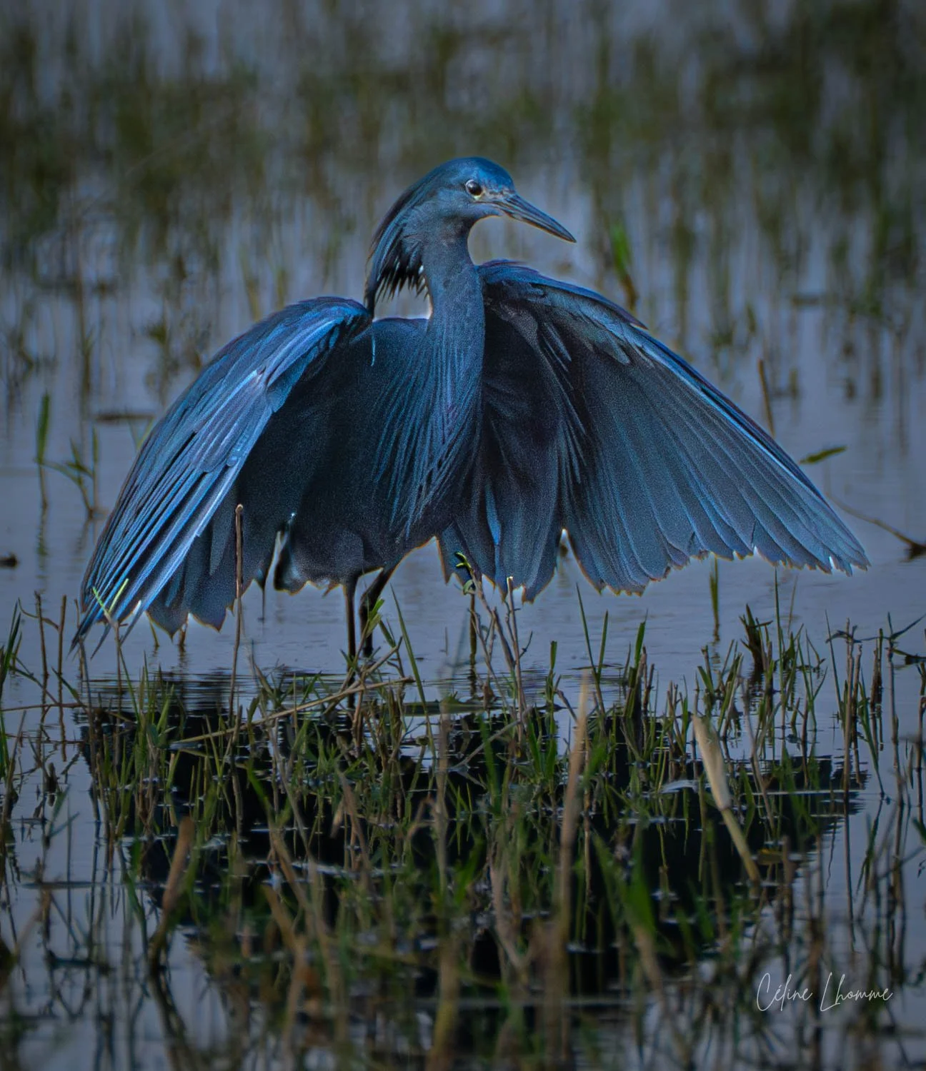A blue heron standing in a marsh with its wings partially extended.