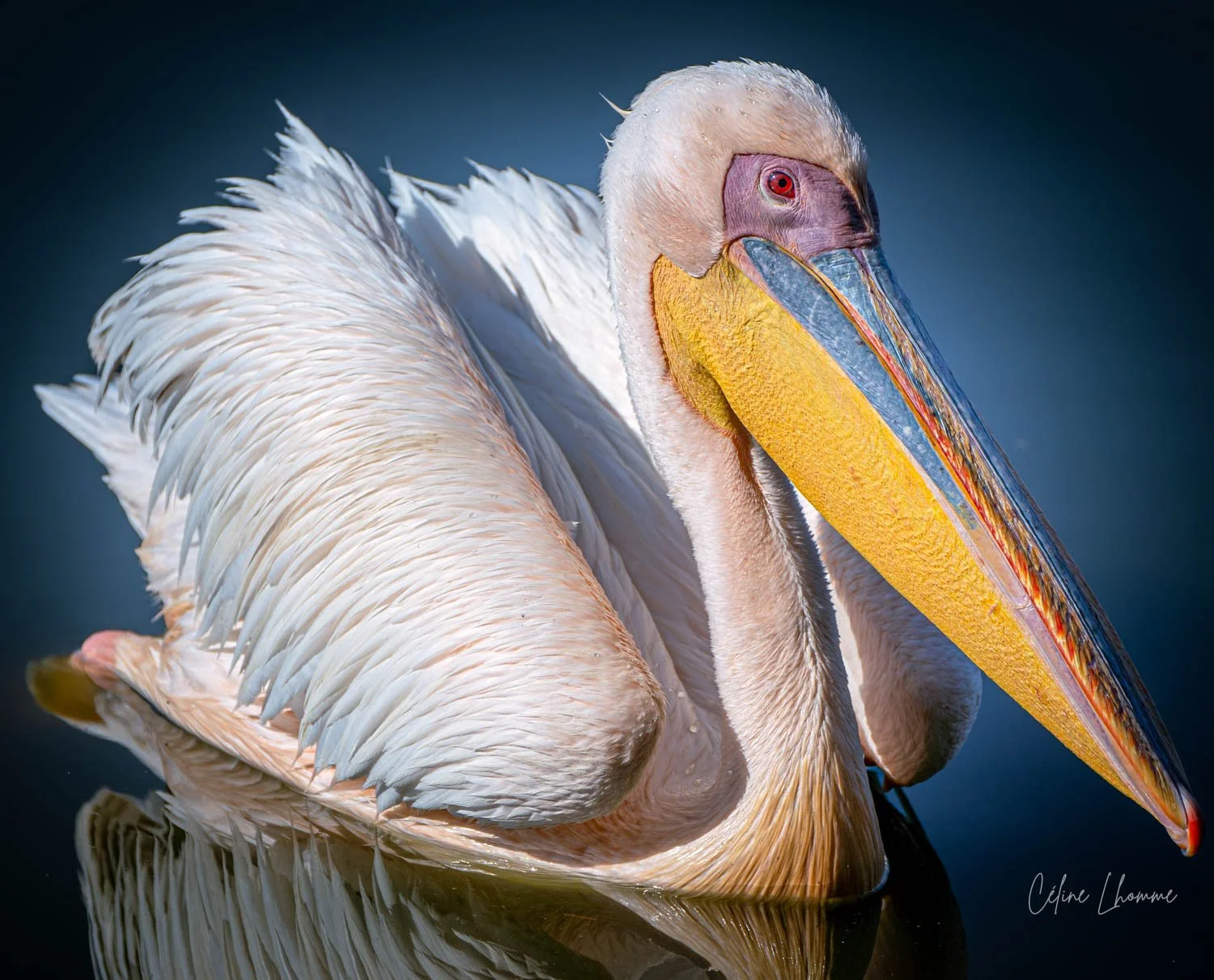 Close-up of a pink flamingo with water droplets on its feathers, showcasing its large yellow and orange bill with blue accents, against a dark blue background.