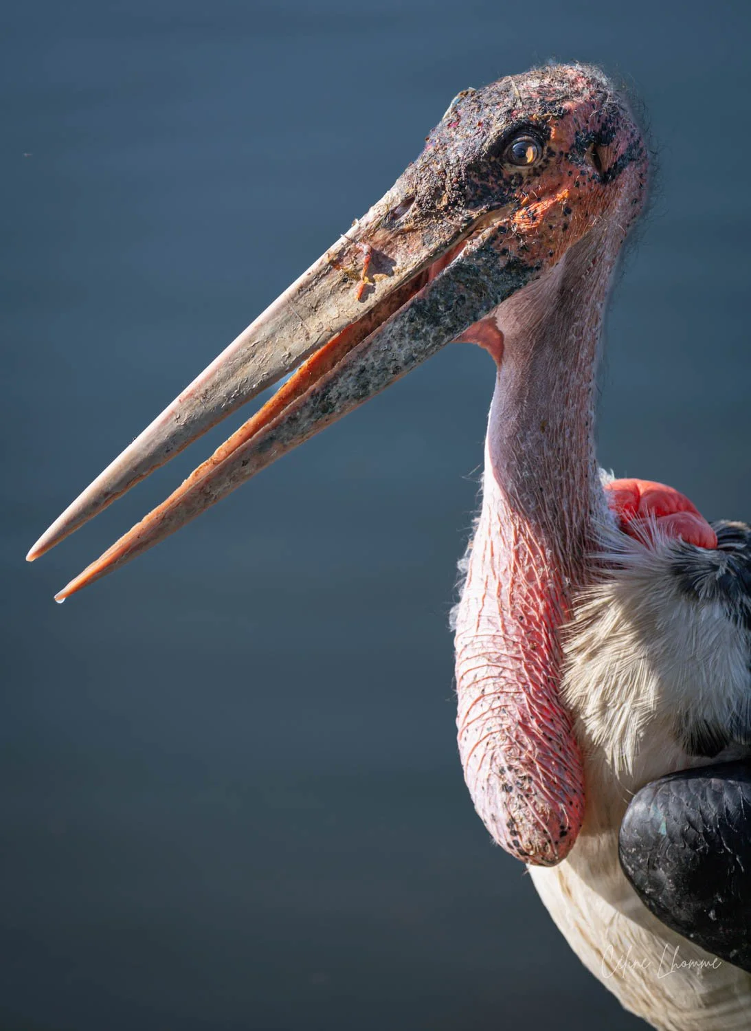A close-up of a stork's head and neck, showing its long beak, eye, and colorful feathers.