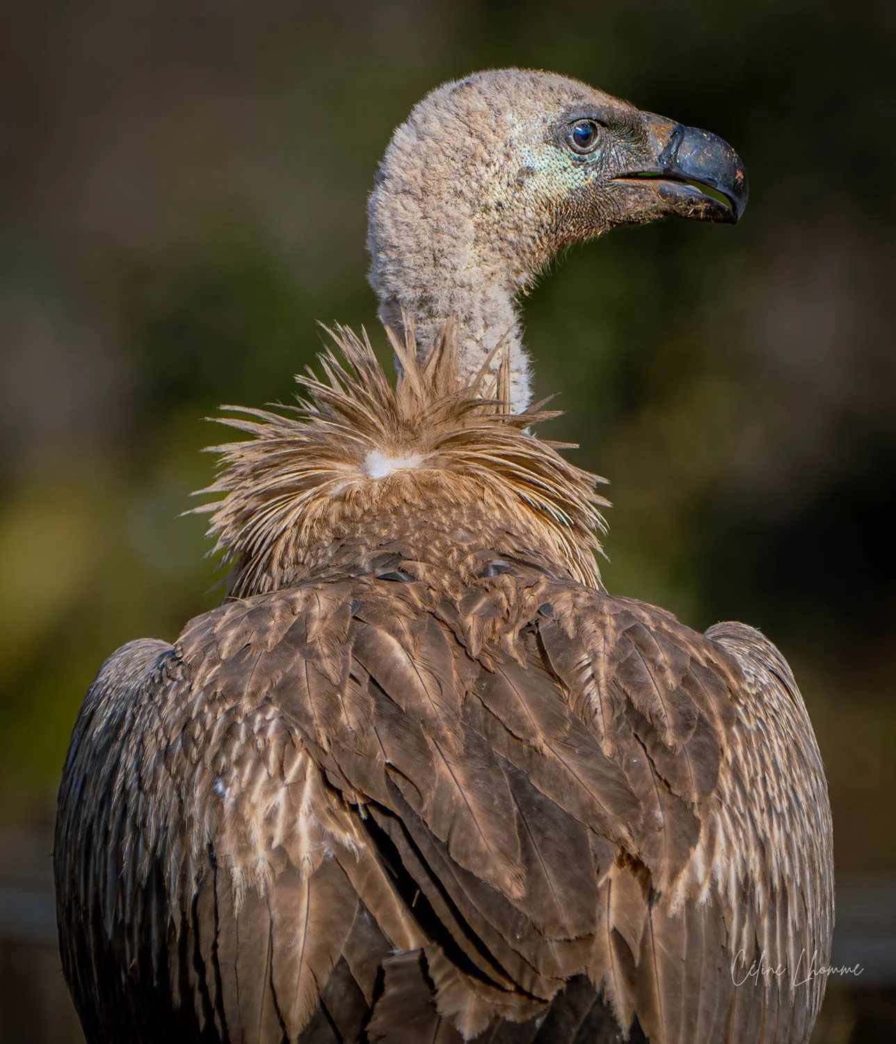 Close-up of a vulture's head and back, showing brown feathers and a pale, textured neck with a dark, hooked beak.