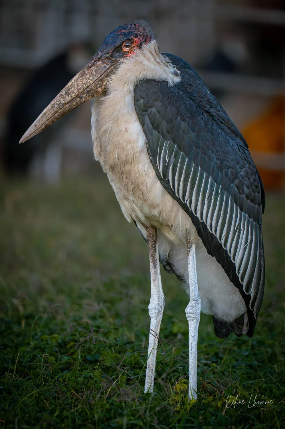 A marabou stork standing on grass, with a large, curved beak, white lower body, and black and white wings.