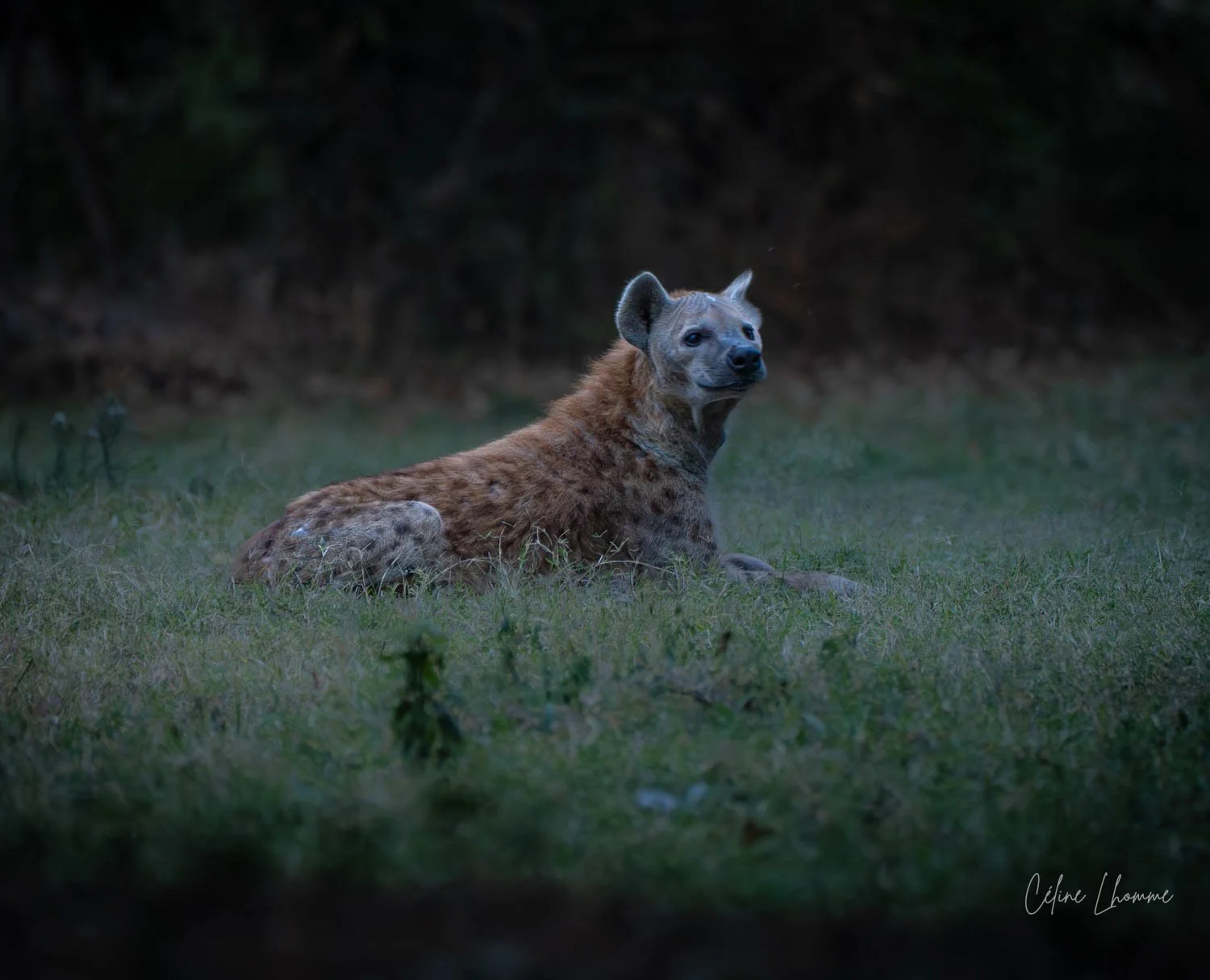 A hyena lying on grass with a dark forest background at dusk.